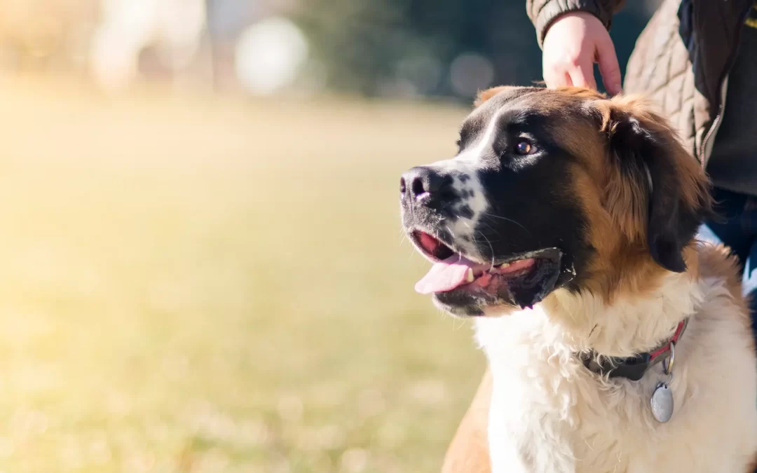 The Fluffy and Furious: Meet the National Fluffball League’s Top Team